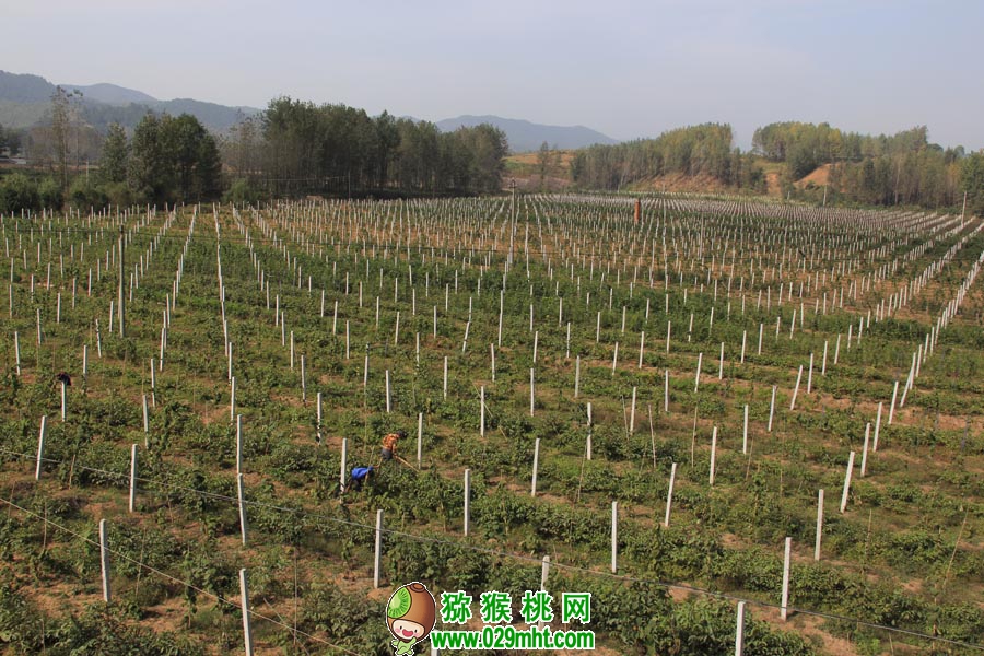 豪门国际 0ac7f