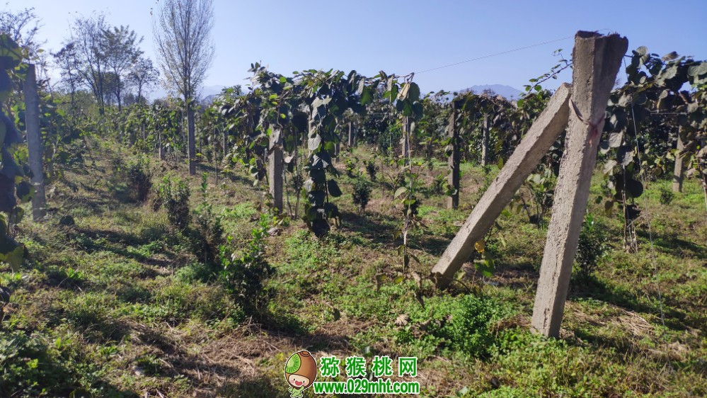 豪门国际 d9a33