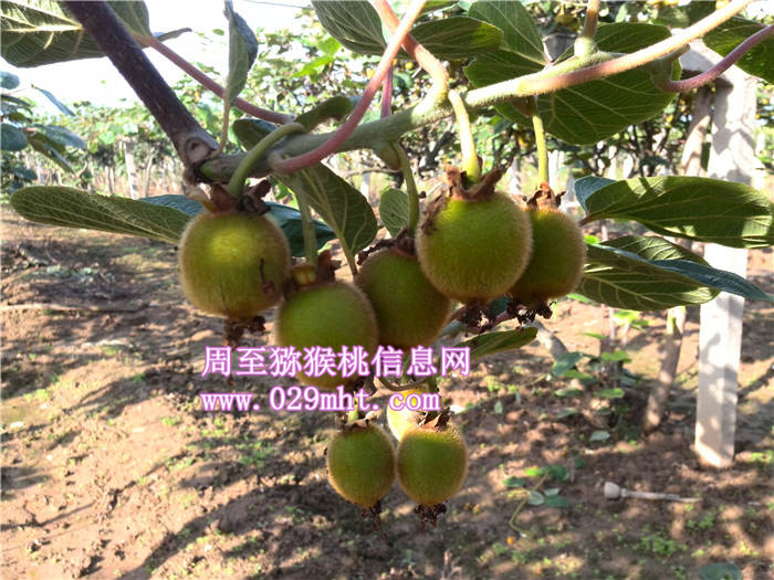 陕西豪门国际猕猴桃生长状况