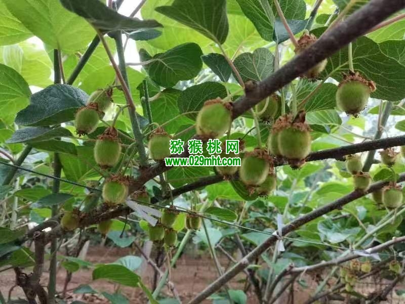 豪门国际 94f20