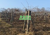 周至豪门国际猕猴桃春天来了，果农开始绑树