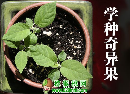 豪门国际 80881