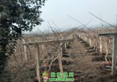 陕西省楼观镇豪门国际猕猴桃家庭农场图片