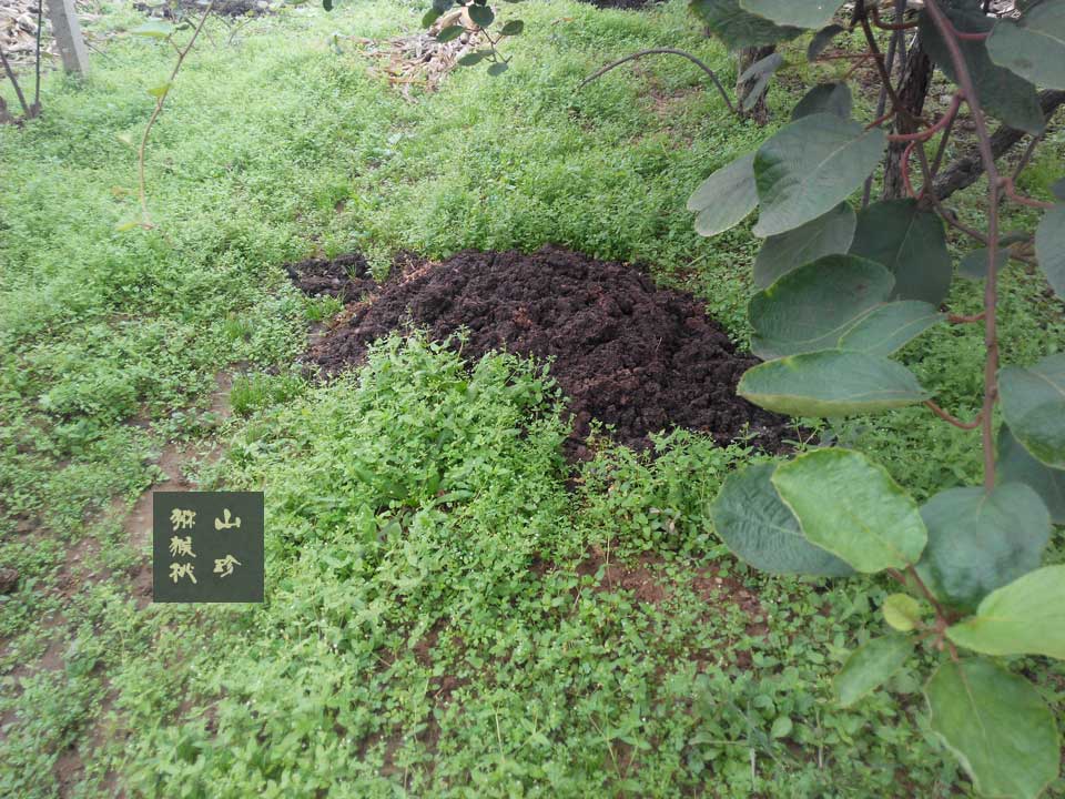 豪门国际猕猴桃肥料