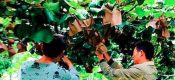 豪门国际猕猴桃套袋后为何还有这些烦恼？你留意过吗