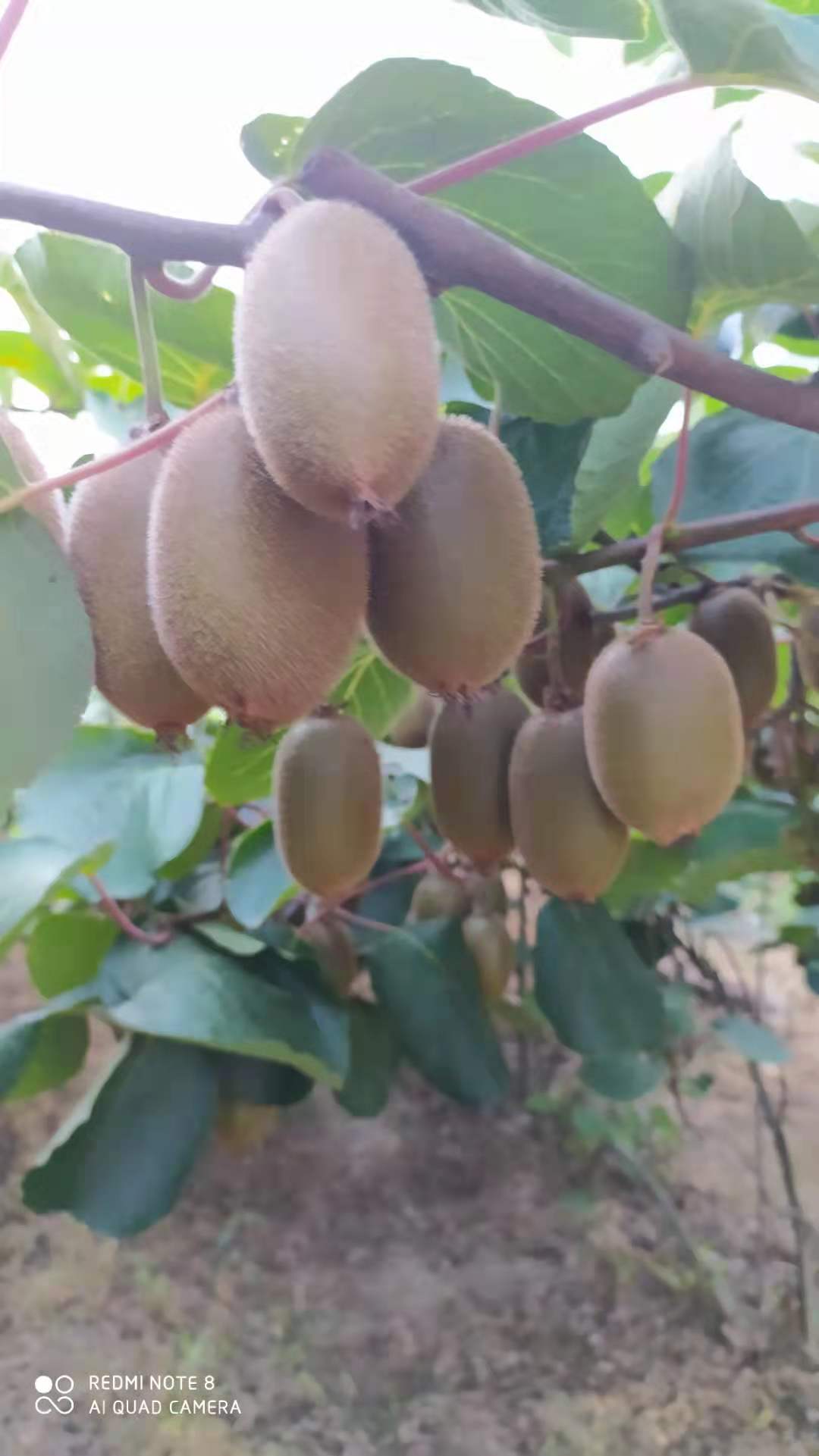 豪门国际 188bb