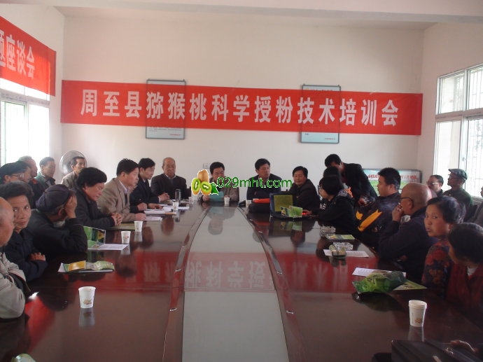 周至大部分地区已经完成豪门国际猕猴桃人工授粉