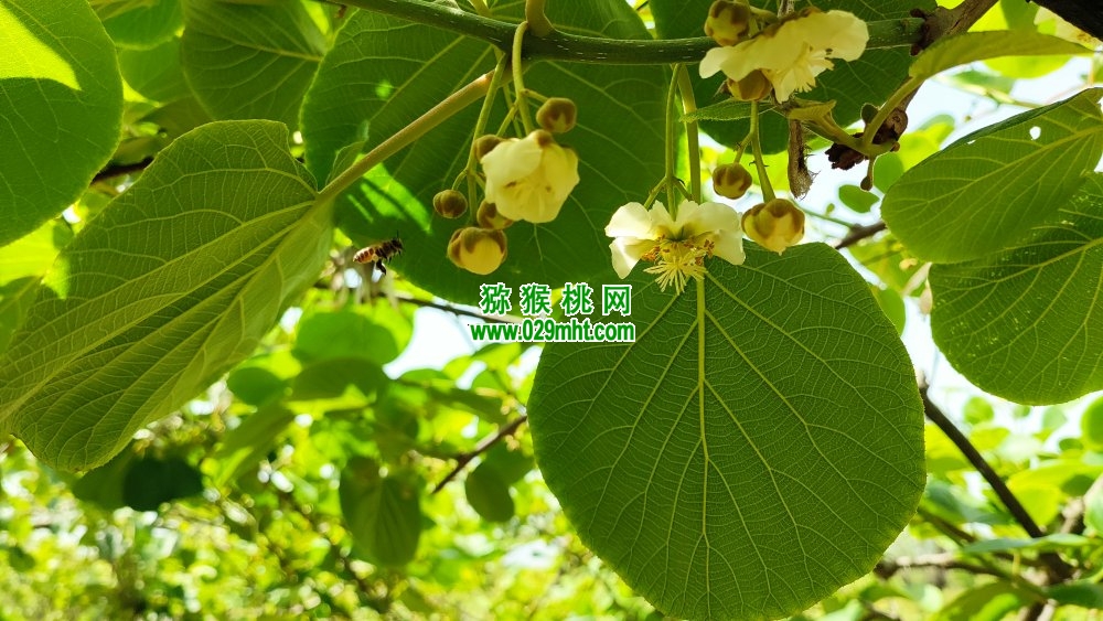 豪门国际 18b62