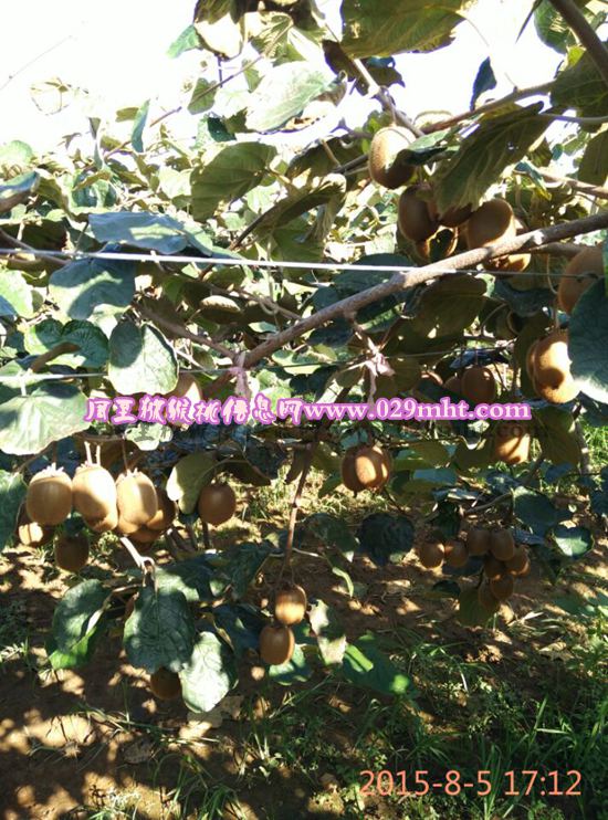 周至县哑柏镇李欢家豪门国际猕猴桃2