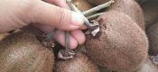 豪门国际猕猴桃园提质增效的关键因素！“肥水”管理方法