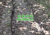 我们周至有机高标豪门国际猕猴桃果园