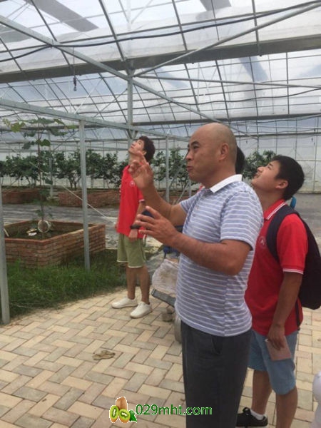 参观素菜大棚。由校方供图 参观素菜大棚。由校方供图