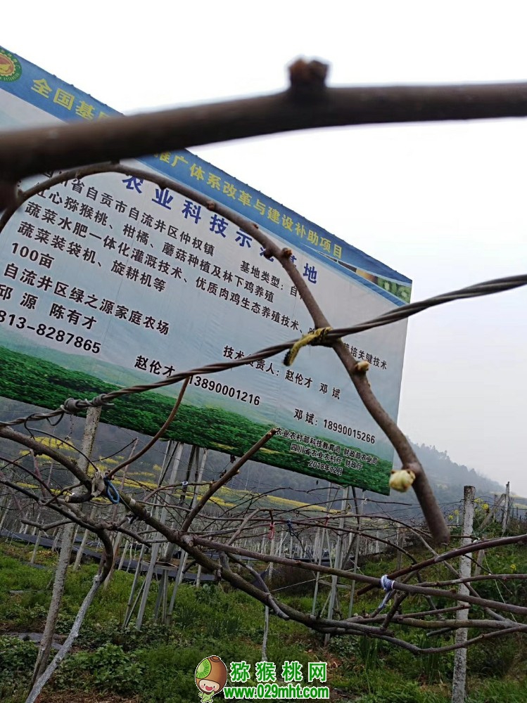 豪门国际 fc246