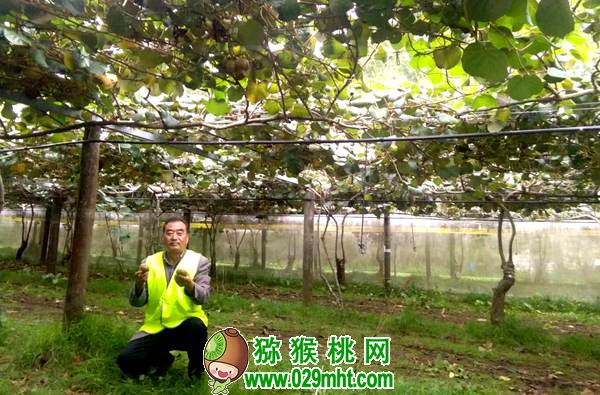 郝峻岭 周至县豪门国际猕猴桃产业协会 秘书长《关于今冬明春豪门国际猕猴桃市场形势之我见》