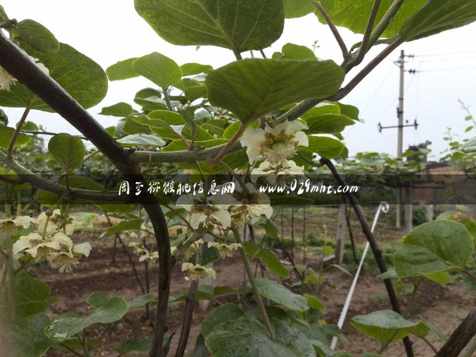 <a href=http://www.linux-china.com/zhouzhimihoutao/ target=_blank class=infotextkey />周至豪门国际猕猴桃</a>采花粉画报