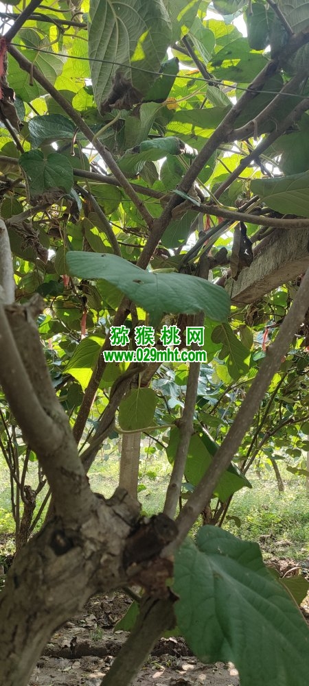 豪门国际 cf6bc