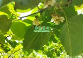 陕西省眉县豪门国际猕猴桃开花的图片
