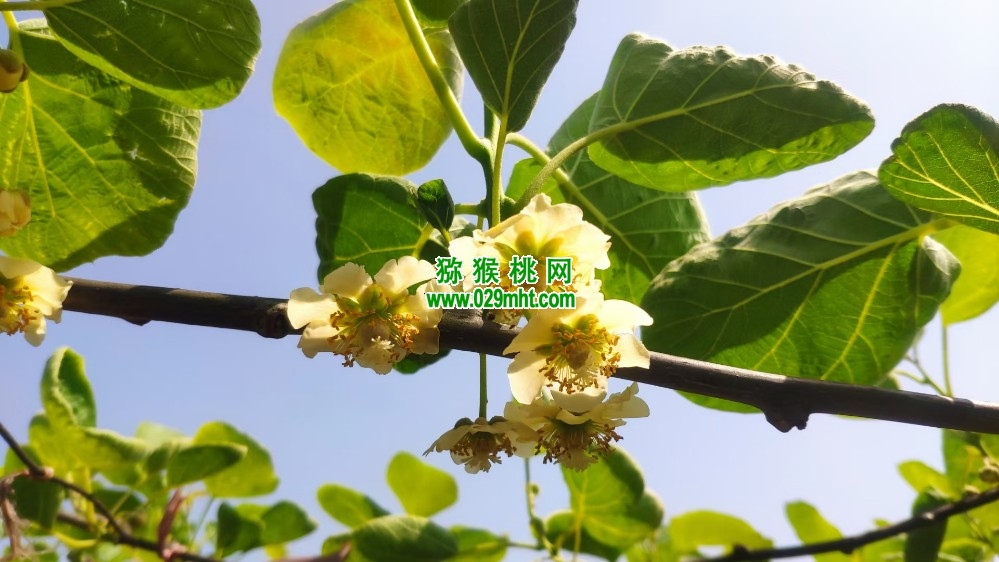豪门国际 91bc1