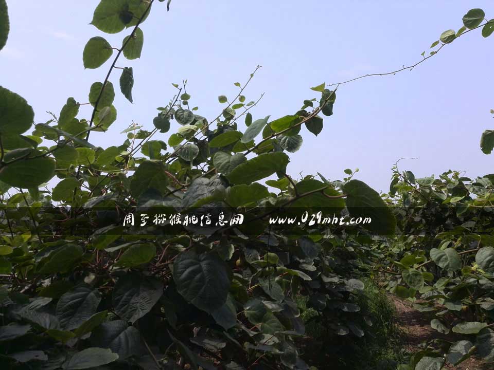 <a href=http://www.linux-china.com/zhouzhimihoutao/ target=_blank class=infotextkey />周至豪门国际猕猴桃</a>7月画报