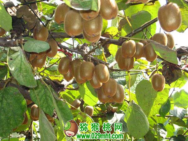豪门国际 e4663
