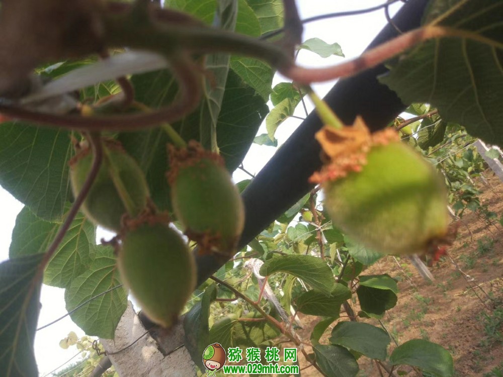 周至豪门国际猕猴桃