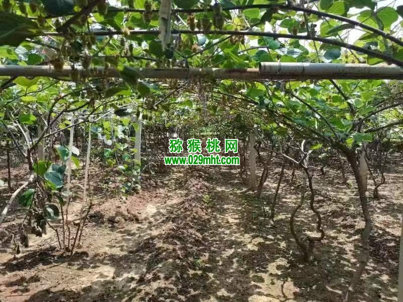 豪门国际 5239e