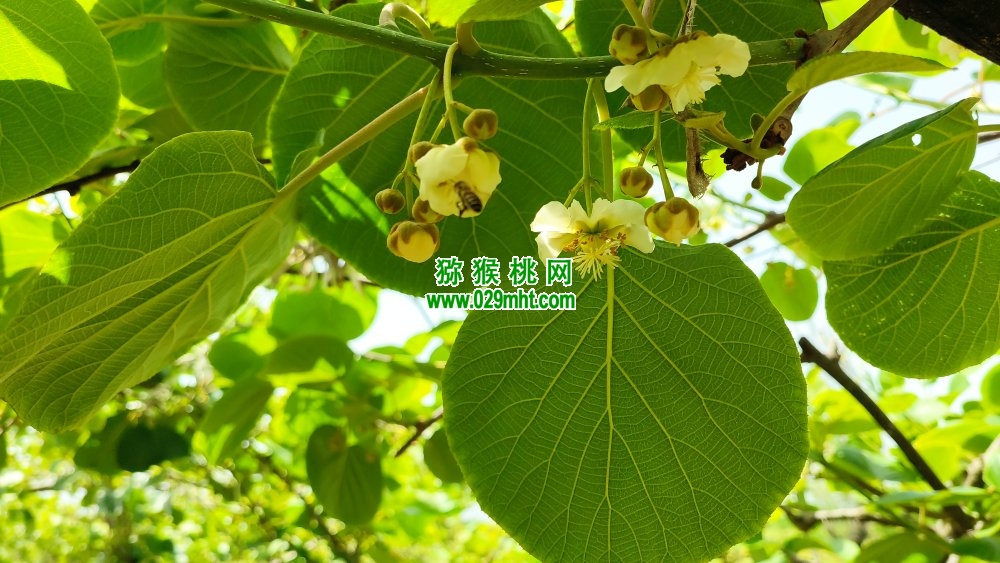 豪门国际 39b8a