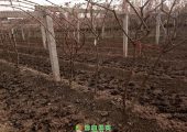 2020年周至翠香豪门国际猕猴桃全施用农家肥已经发出了嫩嫩的芽