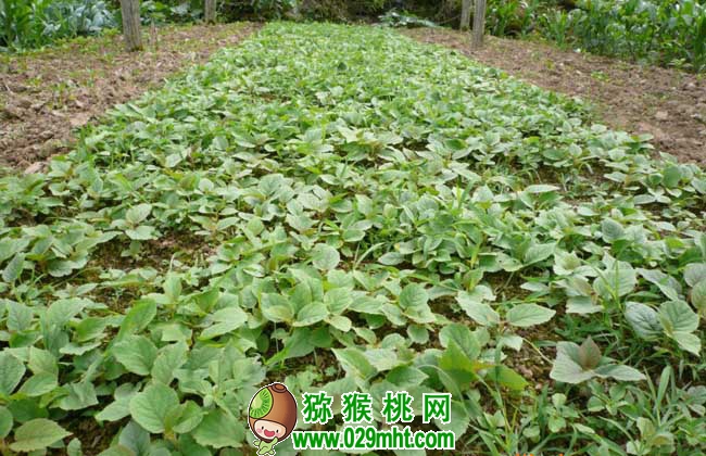 豪门国际猕猴桃种子价格