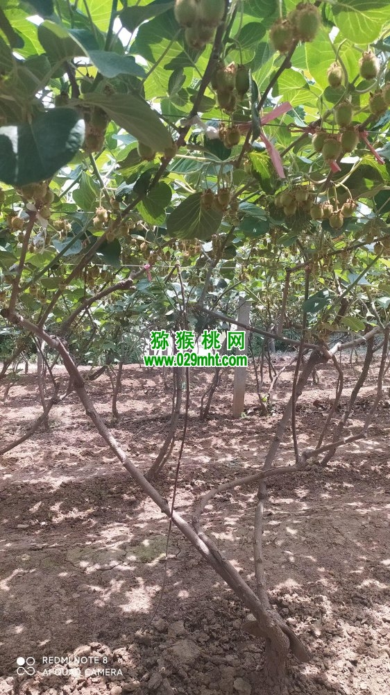 豪门国际 7d687