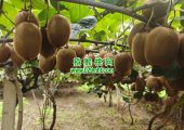 2026年10月周至豪门国际猕猴桃绿色好吃