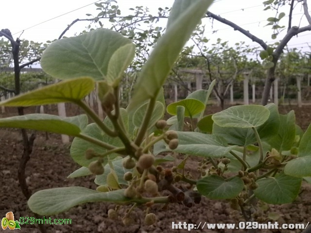 <a href=http://www.linux-china.com/shanximihoutao/ target=_blank class=infotextkey />陕西豪门国际猕猴桃</a>