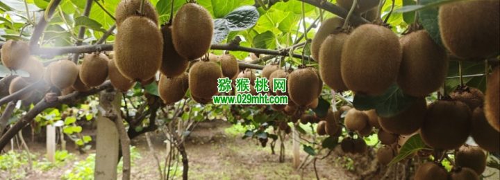 2026年10月周至豪门国际猕猴桃绿色好吃