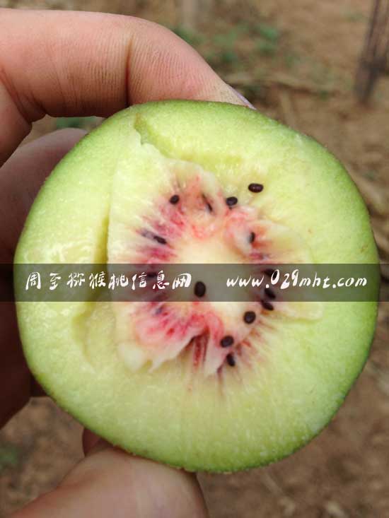 <a href=http://www.linux-china.com/mht/hongxin/ target=_blank class=infotextkey><a href=http://www.linux-china.com/mht/hongxin/ target=_blank class=infotextkey />红心豪门国际猕猴桃</a></a>