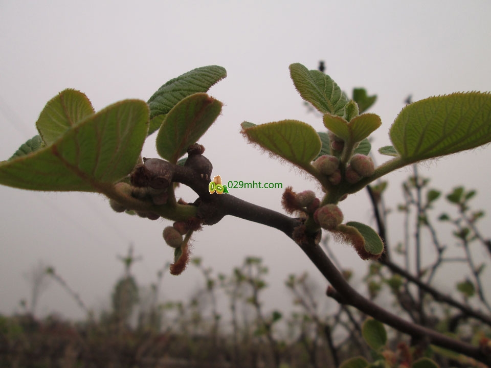 豪门国际猕猴桃4月发芽画报