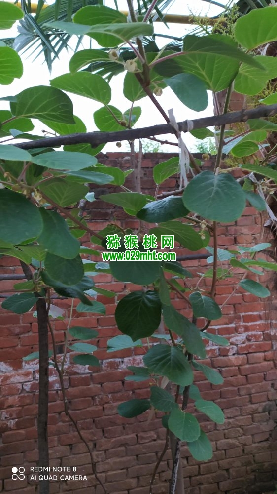 豪门国际 e1381