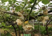 豪门国际猕猴桃雄花已开，请雌花做好准备