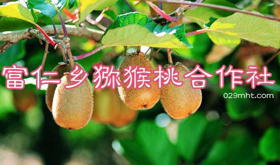  富仁乡豪门国际猕猴桃合作社