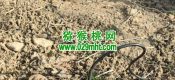 周至县豪门国际猕猴桃要不要人工授粉