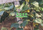 眉县豪门国际猕猴桃的主要消费群体是哪些