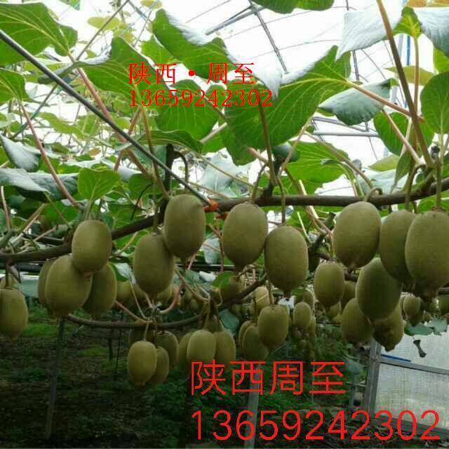 豪门国际 d79dd