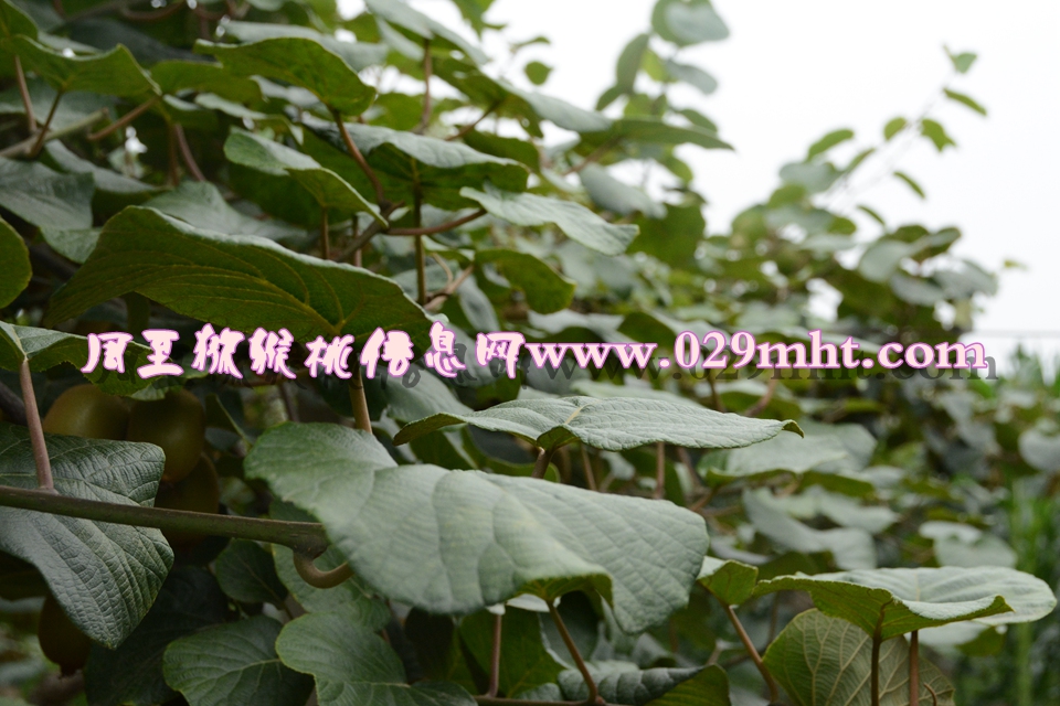 <a href=http://www.linux-china.com/mht/huangxin/ target=_blank class=infotextkey />黄心豪门国际猕猴桃</a><a href=http://www.linux-china.com target=_blank class=infotextkey>奇异果</a>图片4.jpg