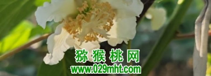 周至县豪门国际猕猴桃进入授粉时间
