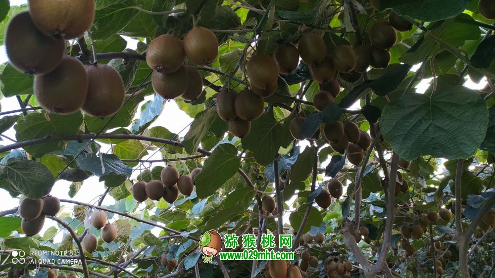 豪门国际 34964