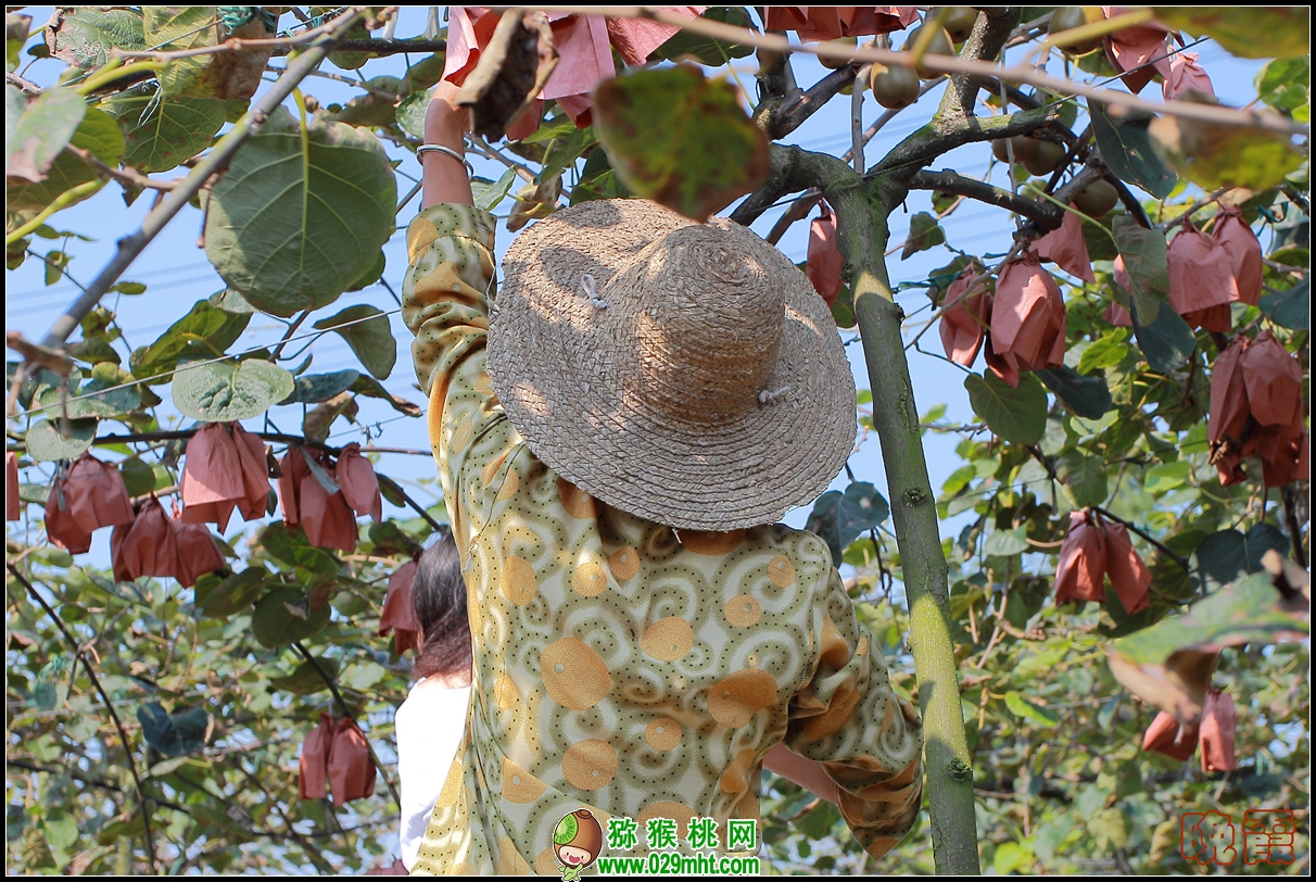 豪门国际 367c1