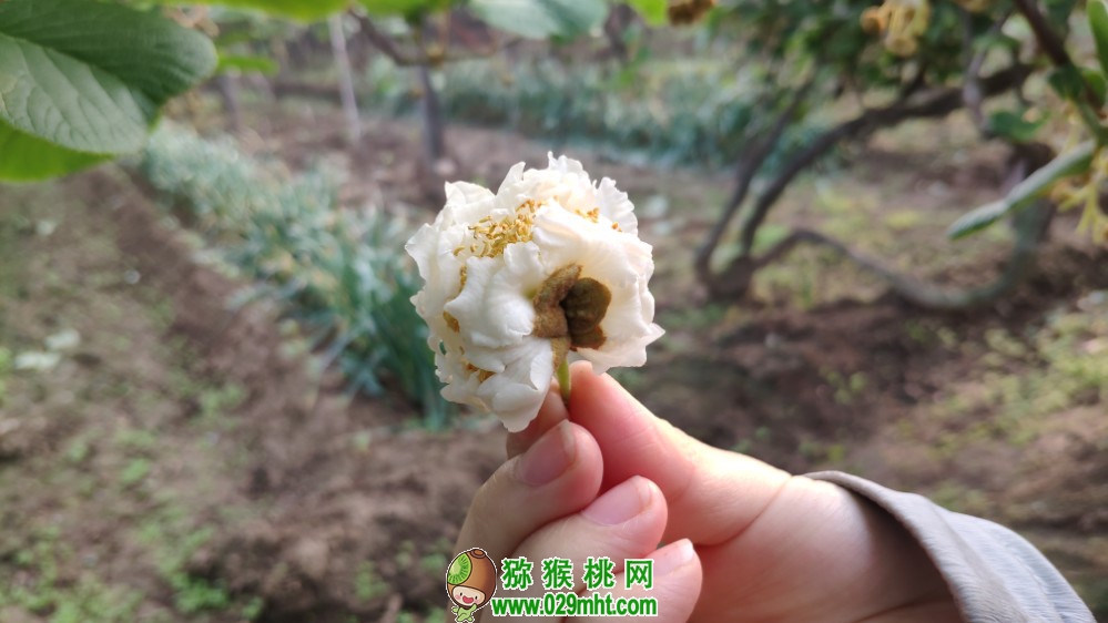 豪门国际 92d3a