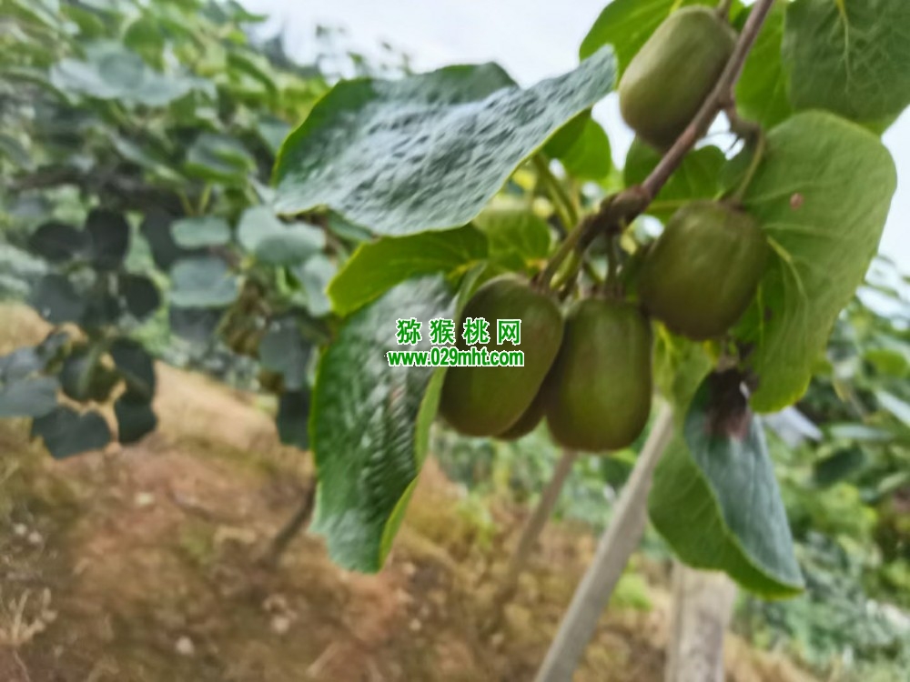 为什么说周至豪门国际猕猴桃是打造绿色有机豪门国际猕猴桃
