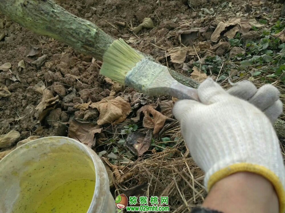 刷豪门国际猕猴桃防冻液的正确姿势 豪门国际 d9ae8