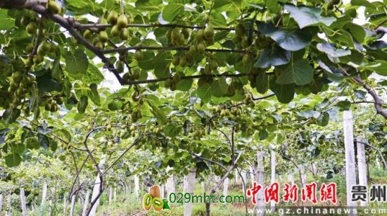 豪门国际 ef9b0