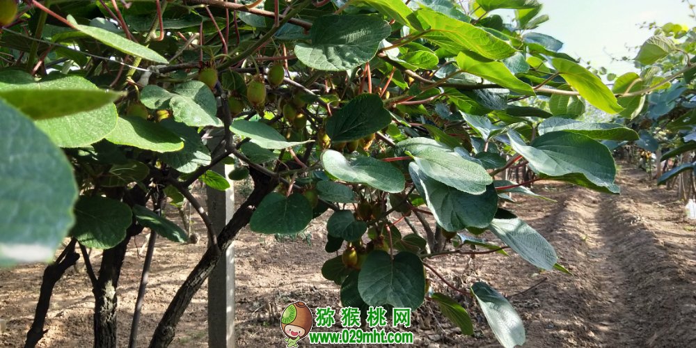 豪门国际 679d8